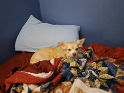 Lost Female Dog last seen 26th and Garfield, Des Moines, IA 50317