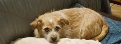 Reunited Male Dog last seen Walmart in baldwin park, Baldwin Park, CA 91706