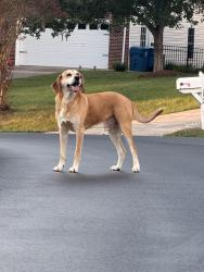 Found/Stray Male Dog last seen Whittenburg Springs, Bethlehem, NC 28601