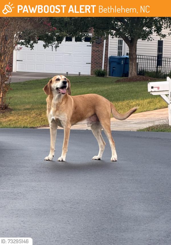 Found/Stray Male Dog last seen Whittenburg Springs, Bethlehem, NC 28601