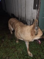 Reunited Female Dog last seen 6th Street and Daytona Ave, Daytona Beach, FL 32117