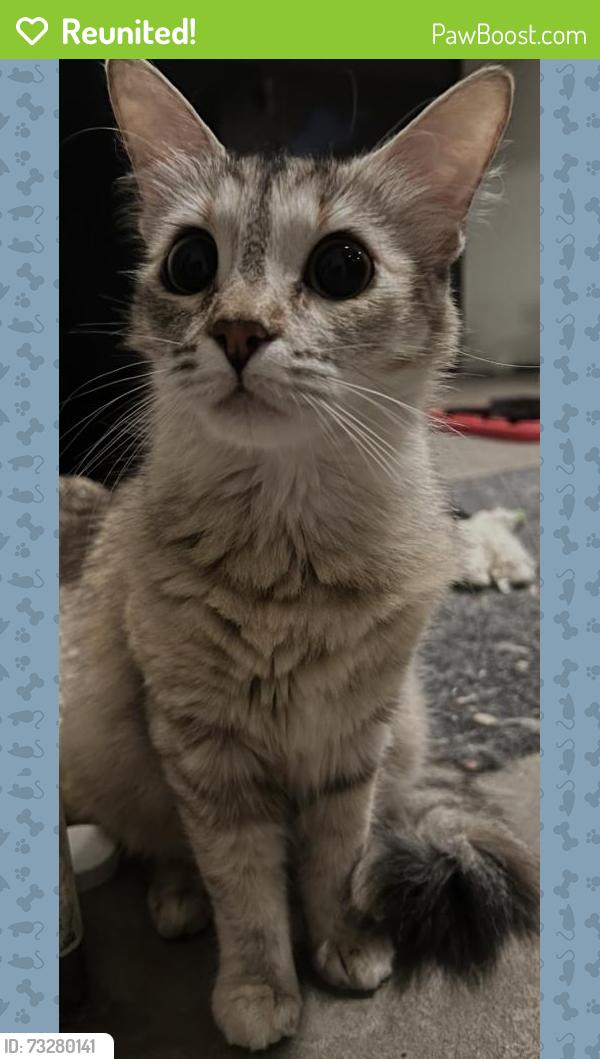 Reunited Female Cat last seen Laurelway, Beverly Hills, CA 90210