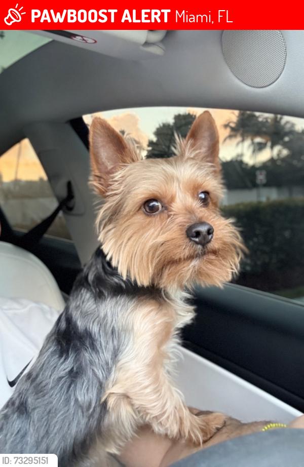 Lost Male Dog last seen NW 100th Terrace, Miami, FL 33150