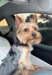 Lost Male Dog last seen NW 100th Terrace, Miami, FL 33150