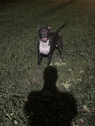 Found/Stray Male Dog last seen apmt 12, Richmond, VA 23225
