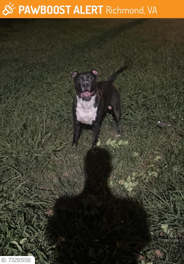 Found/Stray Male Dog last seen apmt 12, Richmond, VA 23225