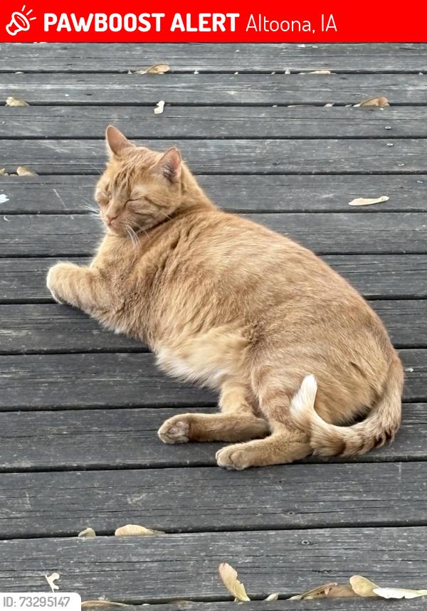 Lost Male Cat last seen 80th street, Altoona, IA 50009