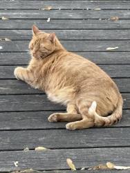 Lost Male Cat last seen 80th street, Altoona, IA 50009