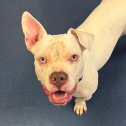 Shelter Stray Female Dog last seen , 3612 11th Ave, Los Angeles, CA 90018, USA