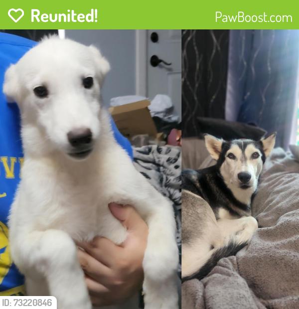 Reunited Unknown Dog last seen McDowell Road and 36th street, Phoenix, AZ 85008
