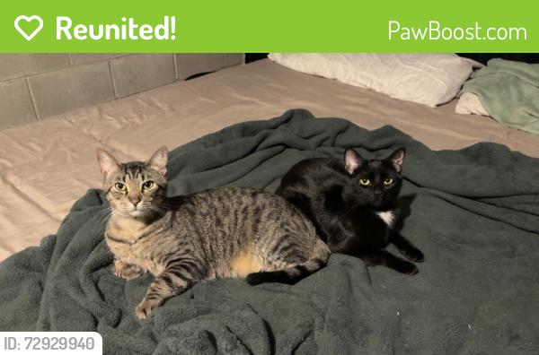 Reunited Male Cat last seen Tobago Dr Galloway Ohio, Galloway, OH 43119
