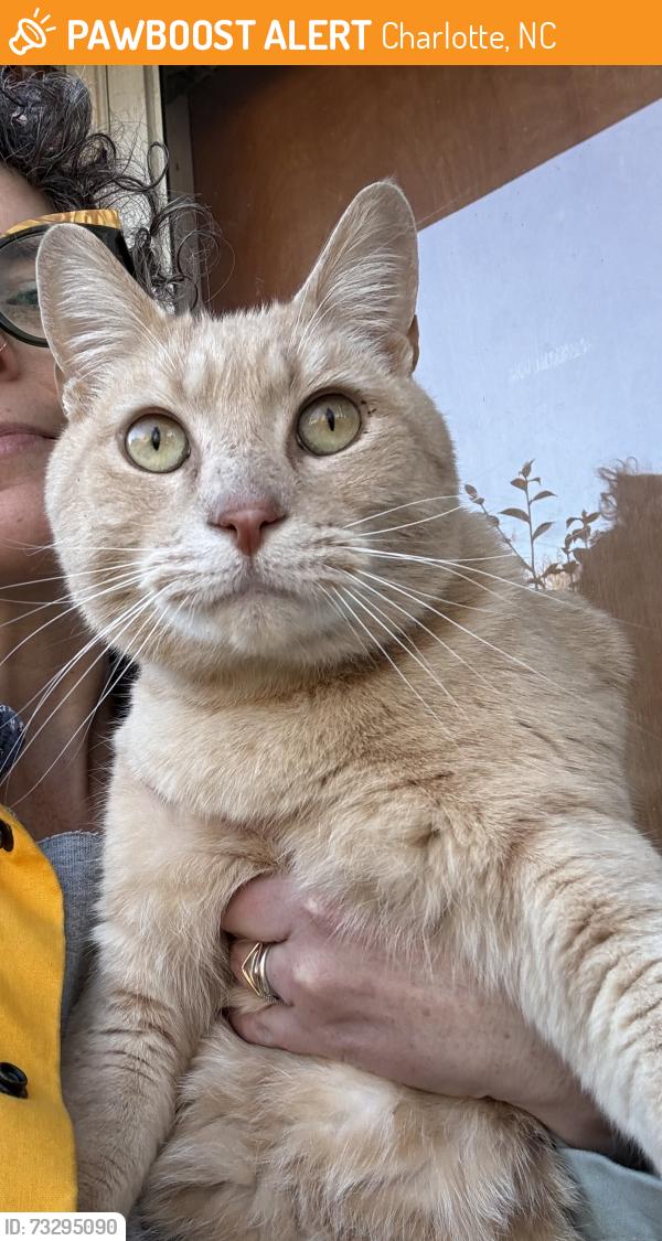 Found/Stray Male Cat last seen Holbrook and Shelley Terrace intersection, Charlotte, NC 28212