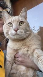 Found/Stray Male Cat last seen Holbrook and Shelley Terrace intersection, Charlotte, NC 28212