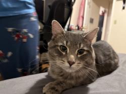 Reunited Male Cat last seen Near South 19th St, San Jose, CA 95116