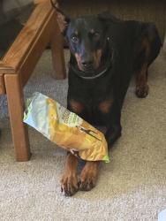 Reunited Male Dog last seen Orchard Rd & SR 318, Mercer, PA 16137