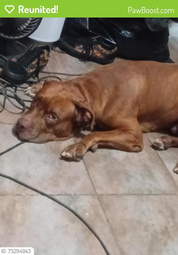 Reunited Male Dog last seen Mollison and Greenfield, El Cajon, CA 92021
