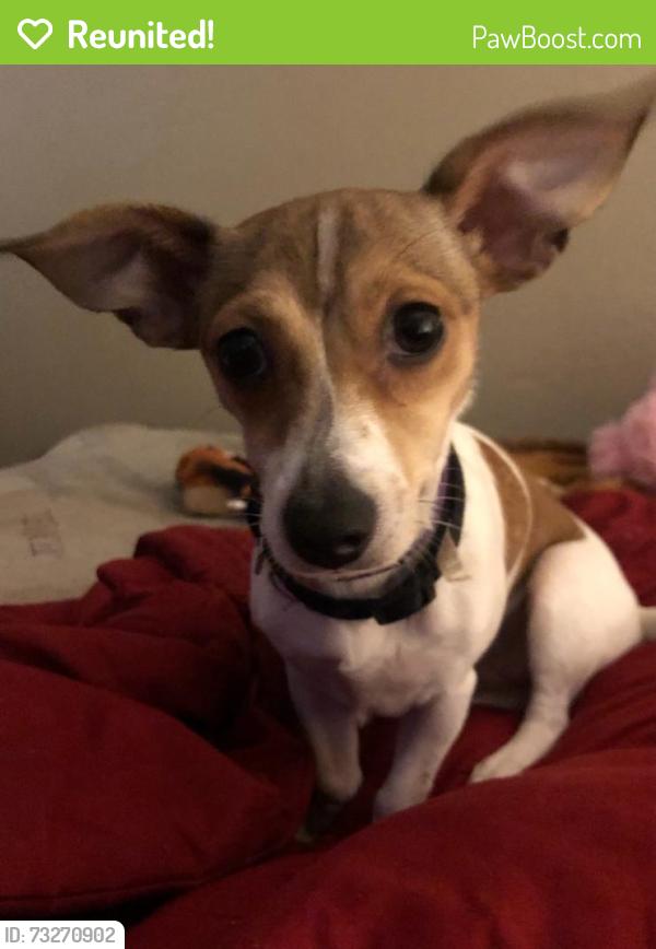 Reunited Female Dog last seen Northern hills road and sooner road, Norman, OK 73071