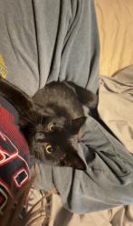 Reunited Female Cat last seen Forest Edge Elementary school and Lacy Rd, Fitchburg, WI 53711