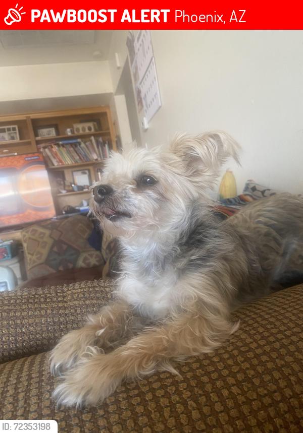 Lost Male Dog last seen 37th Ave Bethany Home road/ 43rd Avenue, Phoenix, AZ 85019