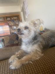 Lost Male Dog last seen 37th Ave Bethany Home road/ 43rd Avenue, Phoenix, AZ 85019