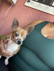Found/Stray Female Dog last seen Hall ave, San Diego, CA 92173