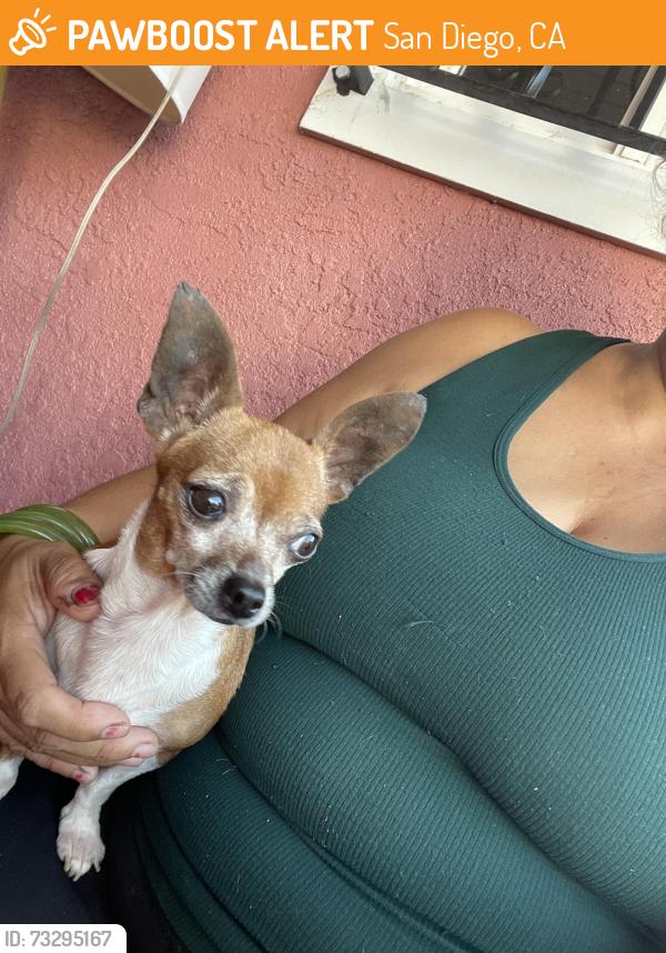 Found/Stray Female Dog last seen Hall ave, San Diego, CA 92173