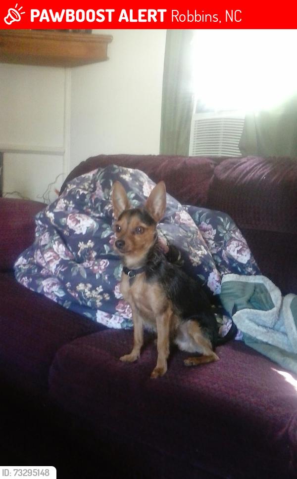 Lost Male Dog last seen Dan Rd 27325 nc, Robbins, NC 27325