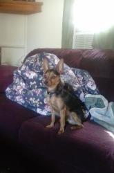 Lost Male Dog last seen Dan Rd 27325 nc, Robbins, NC 27325