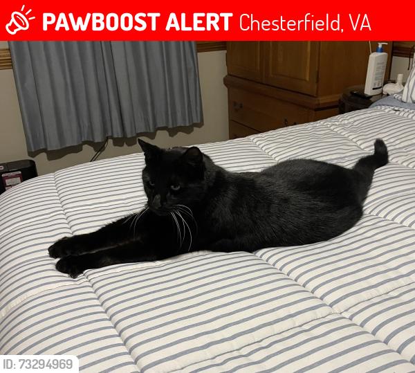 Lost Male Cat last seen Coalboro Rd near River Road, Chesterfield, VA 23838
