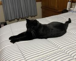 Lost Male Cat last seen Coalboro Rd near River Road, Chesterfield, VA 23838