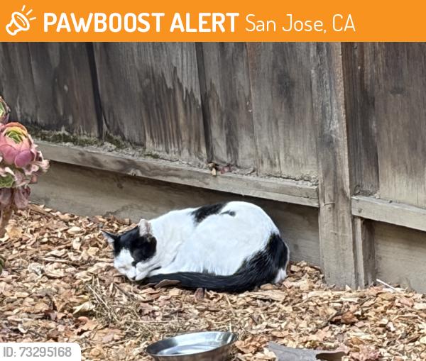 Found/Stray Unknown Cat last seen backyard, San Jose, CA 95129