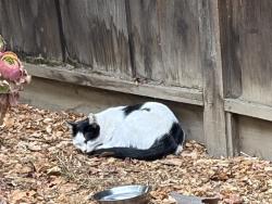 Found/Stray Unknown Cat last seen backyard, San Jose, CA 95129