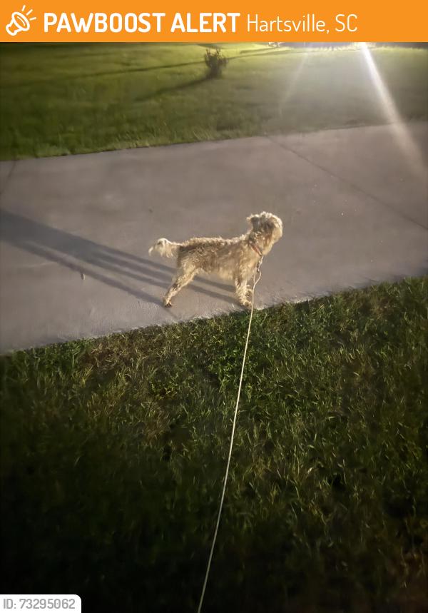 Found/Stray Male Dog last seen 151/34, Hartsville, SC 29550