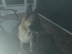 Reunited Female Dog last seen 6th street Holly Hill Florida, Holly Hill, FL 32117