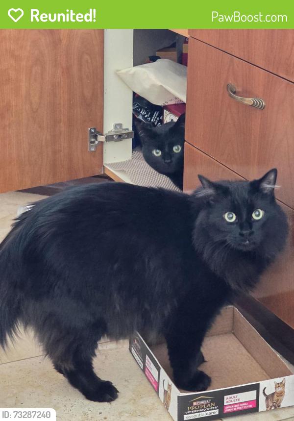Reunited Male Cat last seen Cherrier, Montréal, QC H9C 1W3