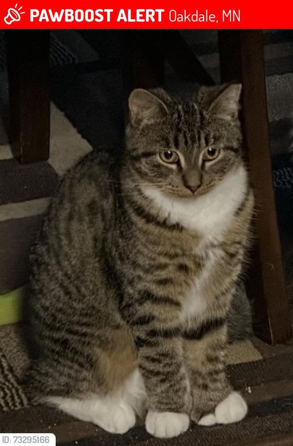 Lost Female Cat last seen 4th St and Hadley, Oakdale, MN 55128