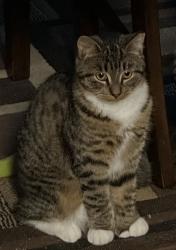 Lost Female Cat last seen 4th St and Hadley, Oakdale, MN 55128