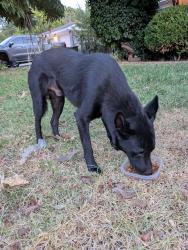Found/Stray Male Dog last seen Ruth, Arlington, TX 76010