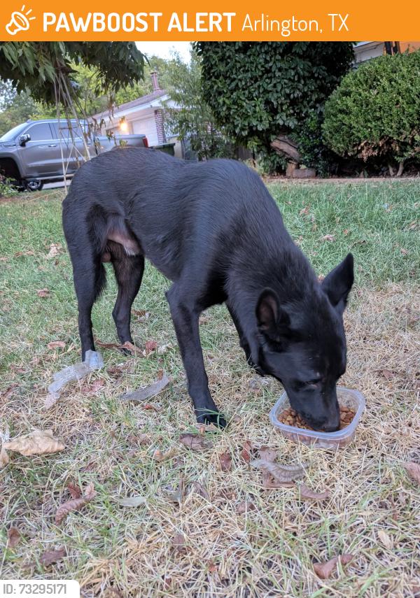 Found/Stray Male Dog last seen Ruth, Arlington, TX 76010
