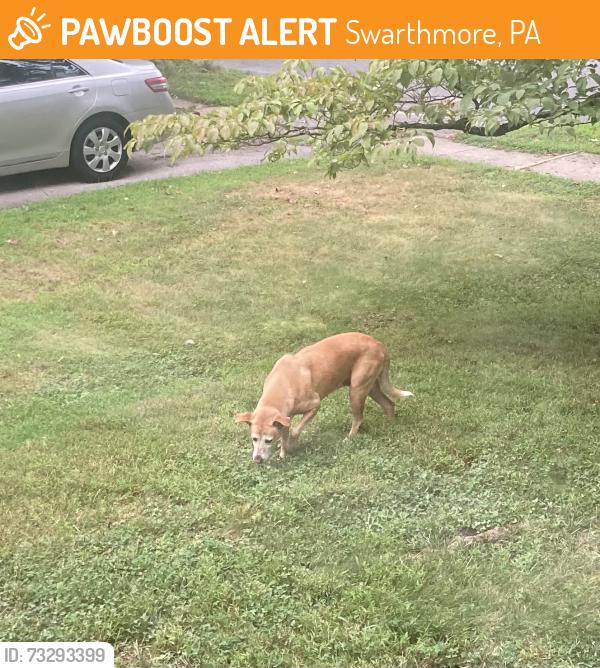 Found/Stray Female Dog last seen Strath Haven Avenue and School Lane, Swarthmore, PA 19081