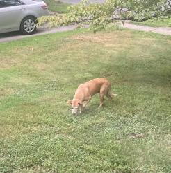 Found/Stray Female Dog last seen Strath Haven Avenue and School Lane, Swarthmore, PA 19081