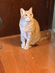 Reunited Male Cat last seen Tenby Drive, Nashua, NH 03062