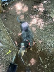 Lost Female Dog last seen Near US 25, Troy, SC 29848