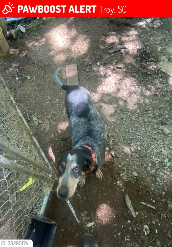 Lost Female Dog last seen Near US 25, Troy, SC 29848