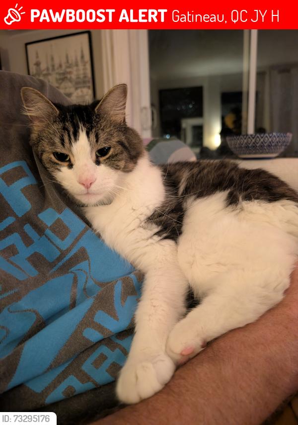 Lost Male Cat last seen Near rue Bienville, Gatineau, QC J8Y 3H4