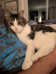 Lost Male Cat last seen Near rue Bienville, Gatineau, QC J8Y 3H4