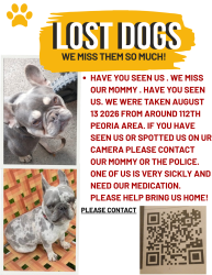 Lost Female Dog last seen 112th and peoria, Chicago, IL 60643