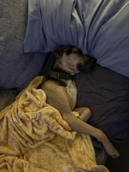 Reunited Male Dog last seen Dartmoore lane by the sod farm, Hoke County, NC 28376