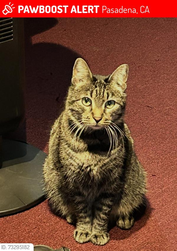 Lost Female Cat last seen Belmont Ave and mentón, Pasadena, CA 91103