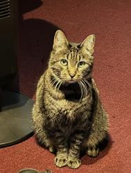 Lost Female Cat last seen Belmont Ave and mentón, Pasadena, CA 91103